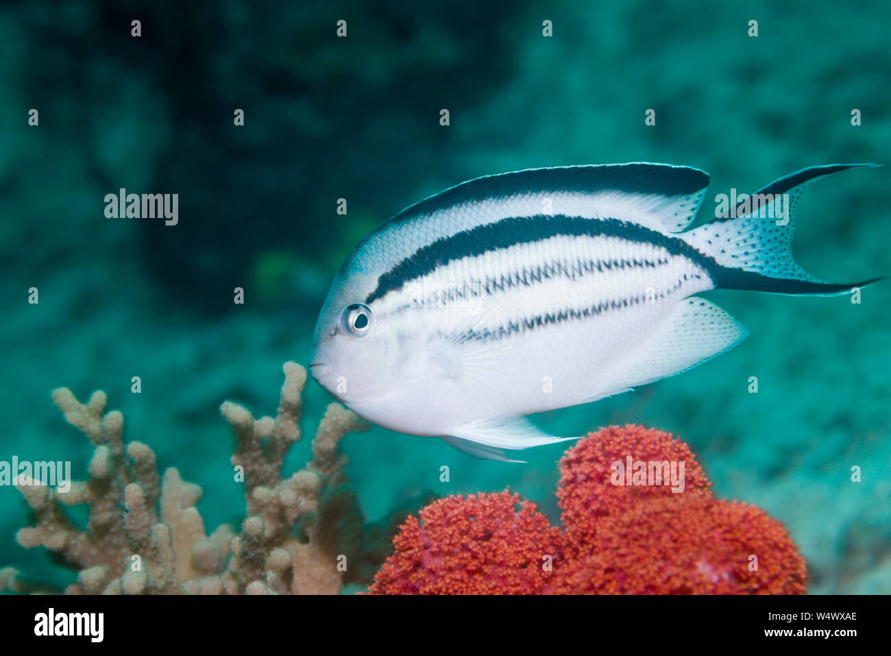 Lamarck's Angelfish [Genicanthus larmarck].  West Papua, Indonesia.  Indo-West Pacific. Stock Photo