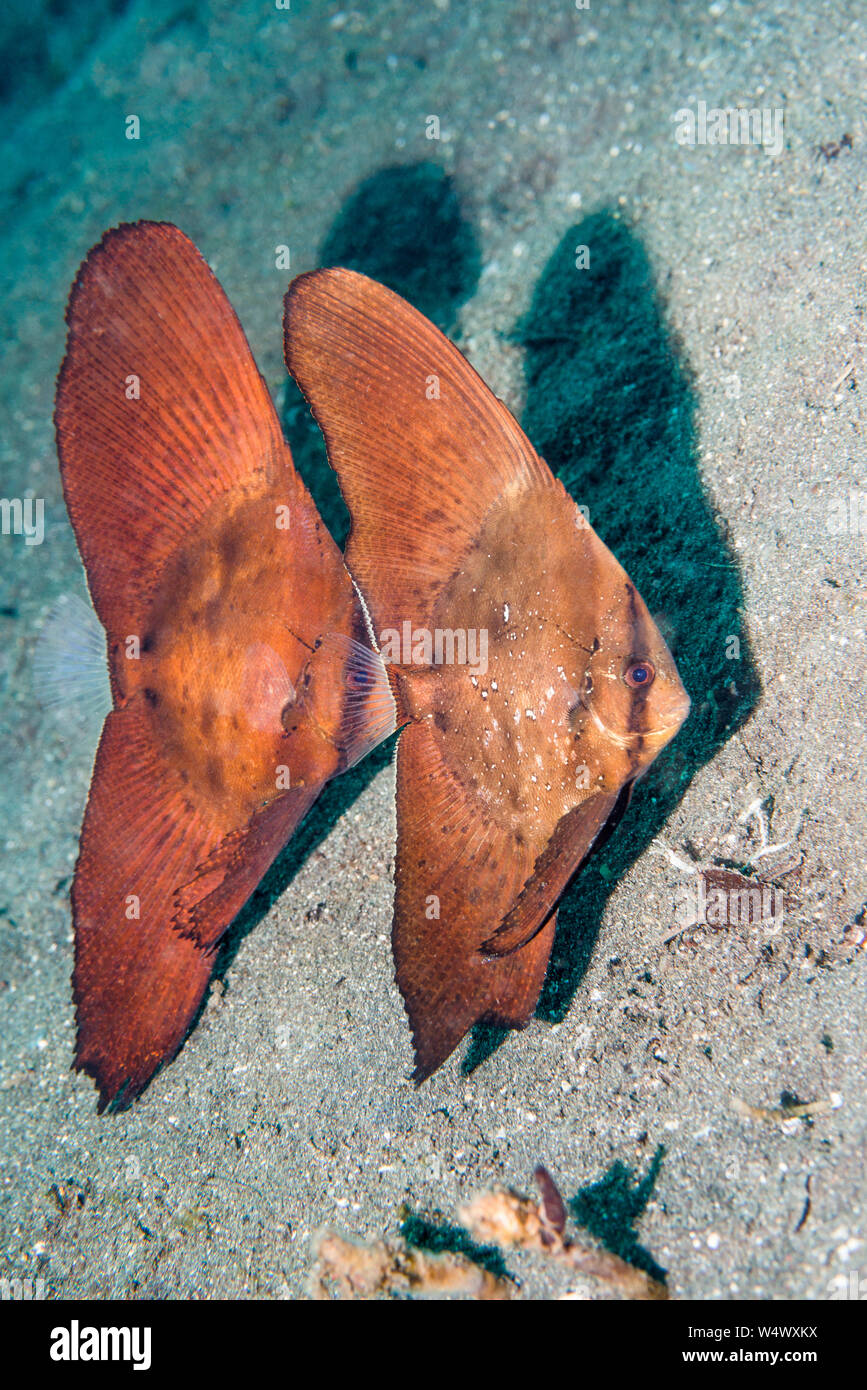 Juvenile Circular Batfish [Platax orbicularis].  Lembeh Strait, North Sulawesi, Indonesia. Stock Photo