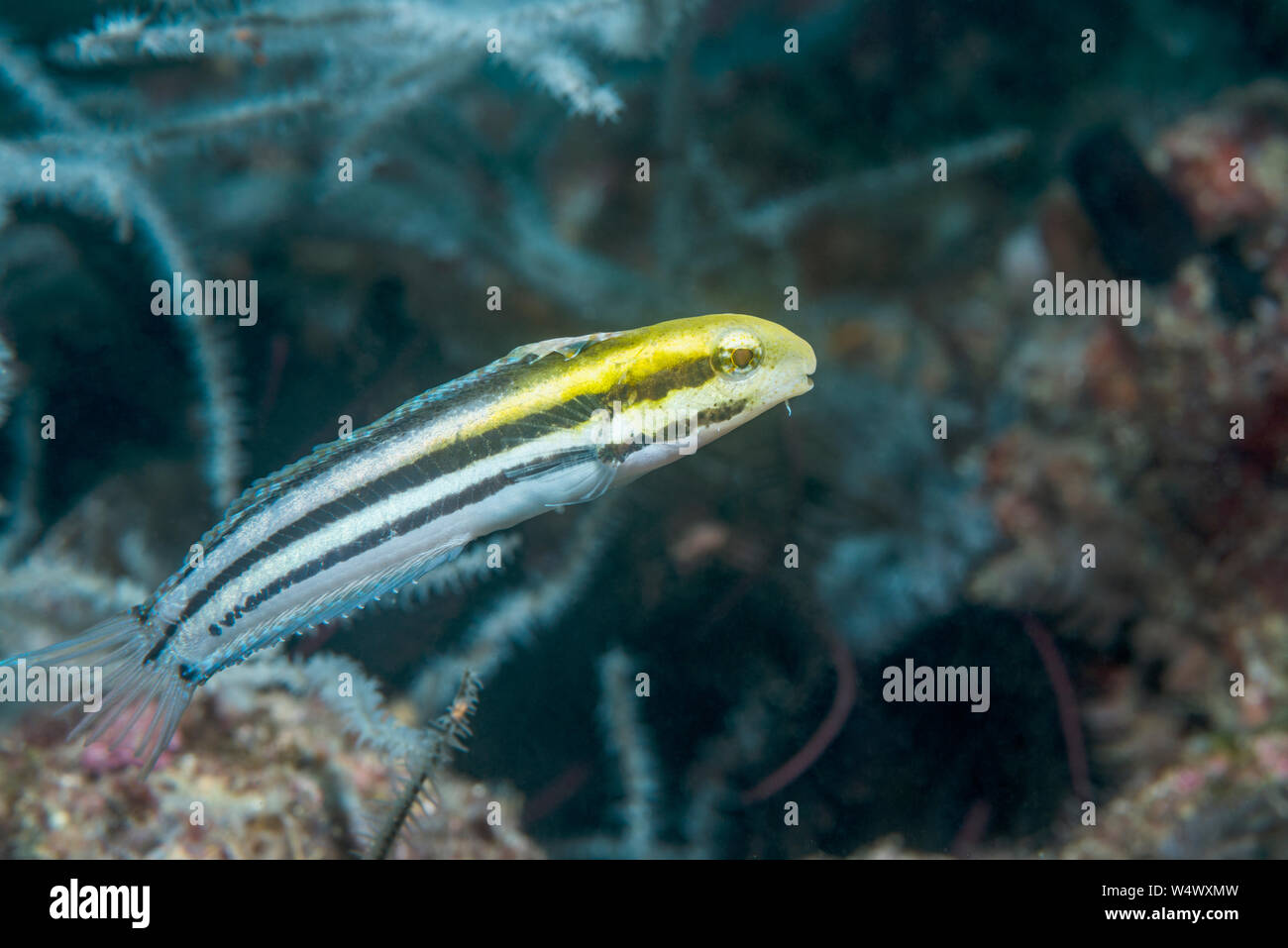 Shorthead Sabretooth Blenny [Petroscirtes breviceps].  Mimic of Striped Poison-fang Blenny [Meiacanthus grammistes].  West Papua, Indonesia.  Indo-Wes Stock Photo