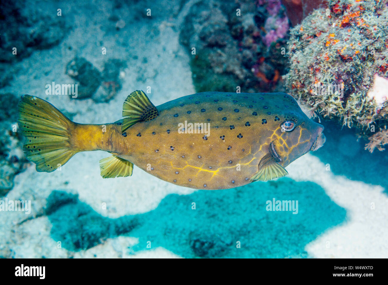 Yellow boxfish [Ostracion cubicus].  North Sulawesi, Indonesia. Stock Photo