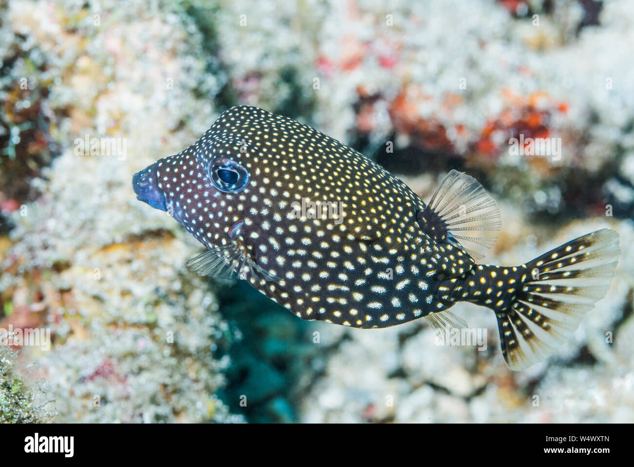 Juvenile Spotted boxfish [Ostracion meleagris].  North Sulawesi, Indonesia. Stock Photo