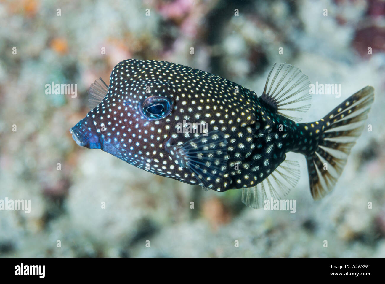 Juvenile Spotted boxfish [Ostracion meleagris].  North Sulawesi, Indonesia. Stock Photo