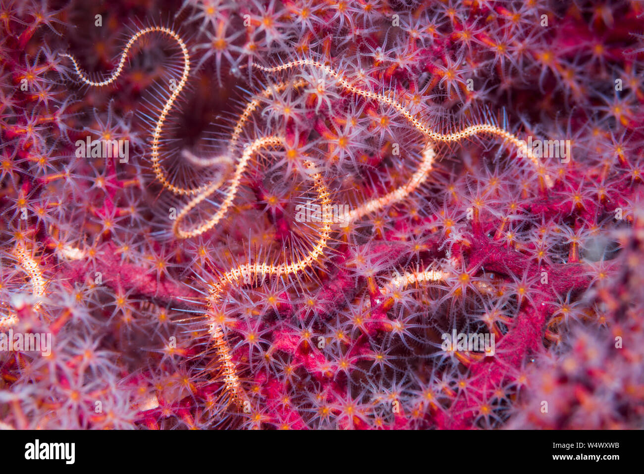 Dark redspined brittle star [Ophiothrix purpurea]. North Sulawesi