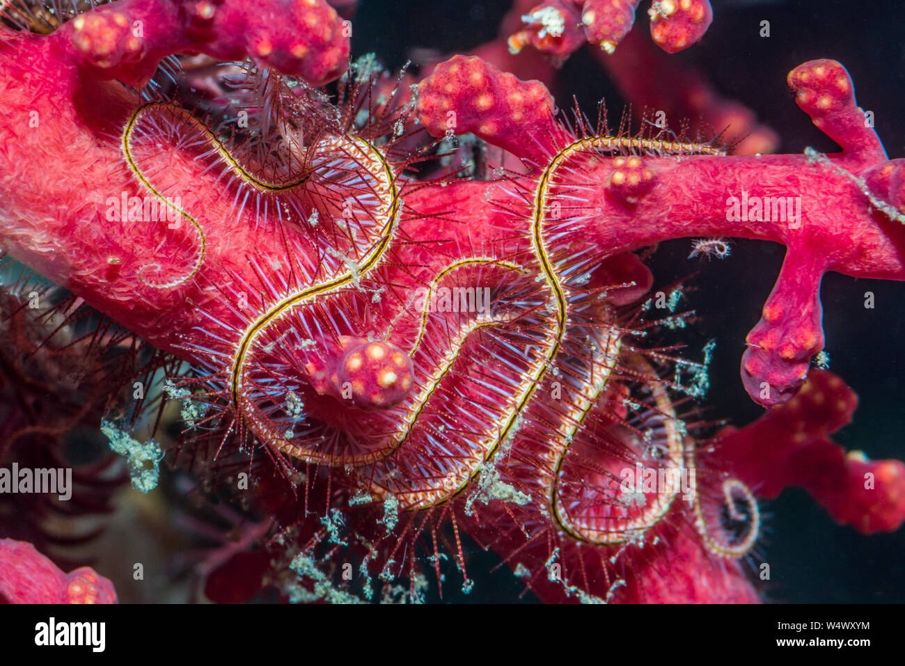 Dark red-spined brittle star [Ophiothrix purpurea].  North Sulawesi, Indonesia. Stock Photo