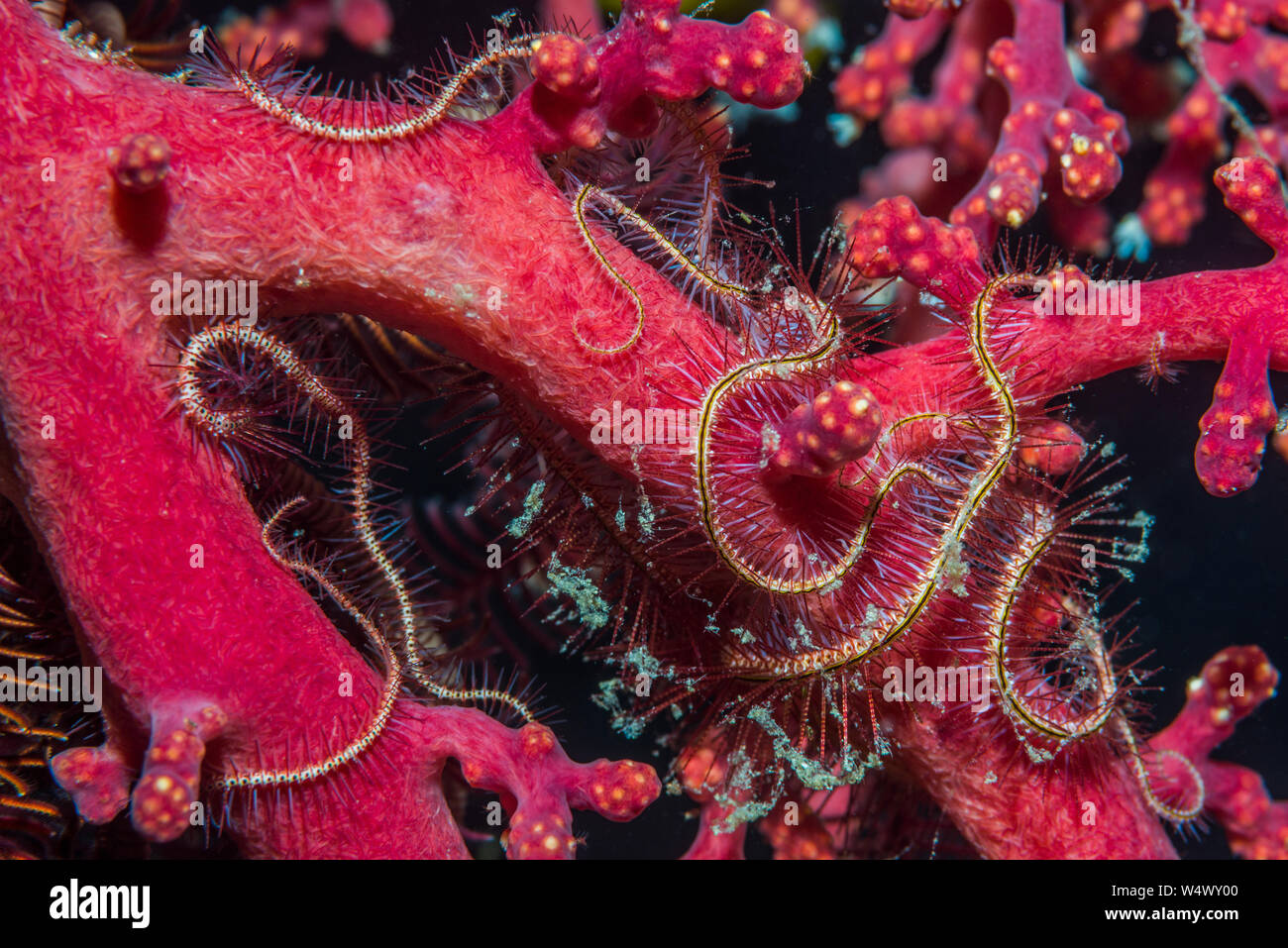 Brittle star ophiothrix purpurea hires stock photography and images Alamy