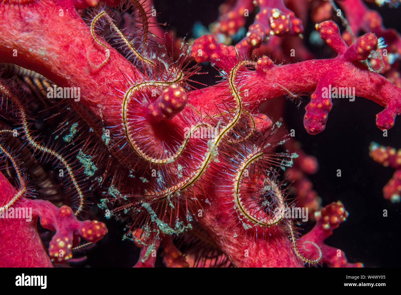 Dark redspined brittle star [Ophiothrix purpurea]. North Sulawesi