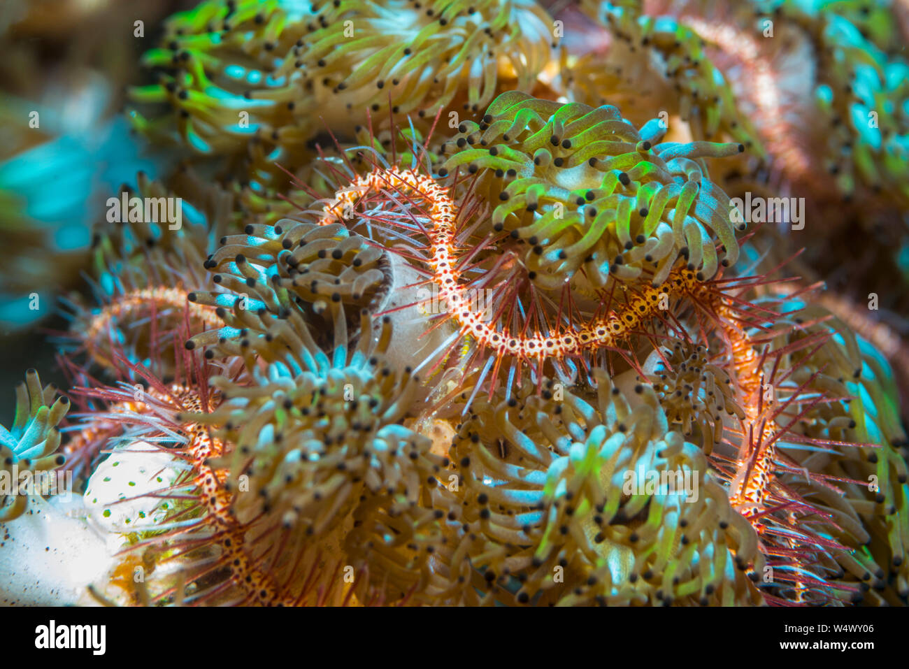 Dark red-spined brittle star [Ophiothrix purpurea] and Colonial anemones [Amphianthus nitidus].  North Sulawesi, Indonesia. Stock Photo