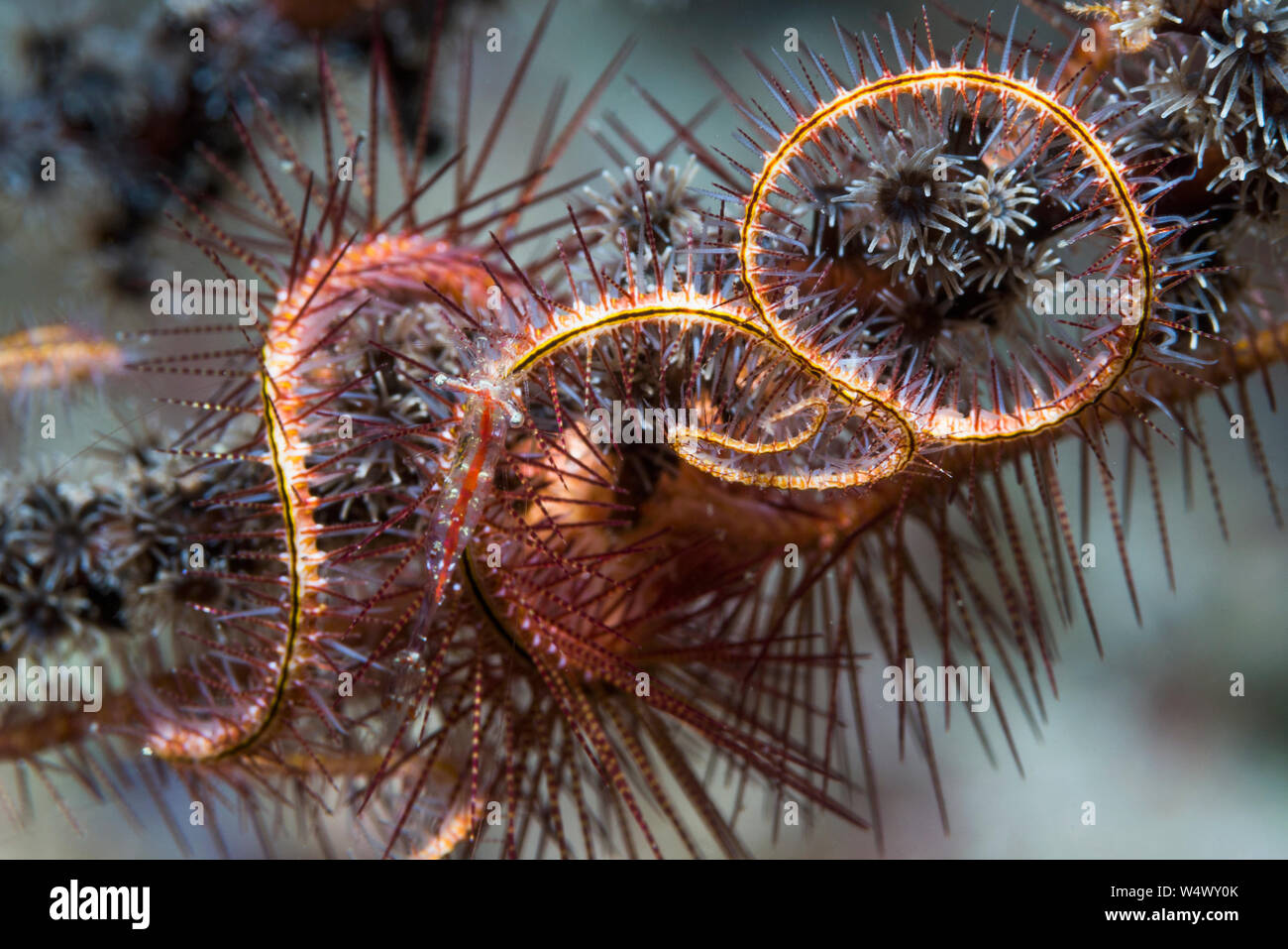 Brittlestar [Ophiothrix species] and a small translucent shrimp.  West Papua, Indonesia.  West Pacific. Stock Photo