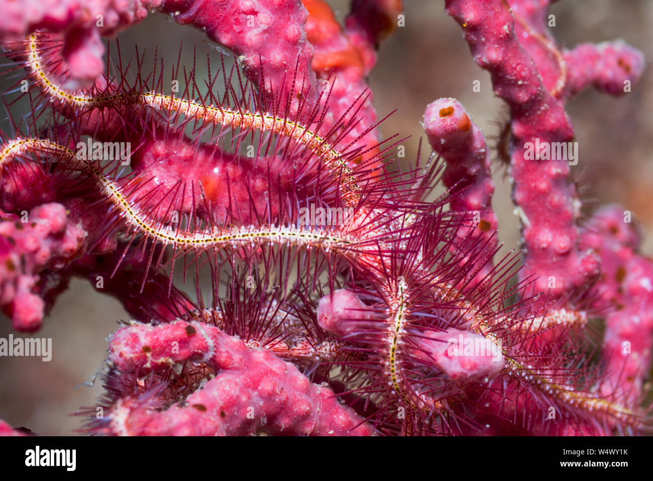 Brittlestar [Ophiothrix species] on soft coral.  West Papua, Indonesia.  Indo-West Pacific. Stock Photo