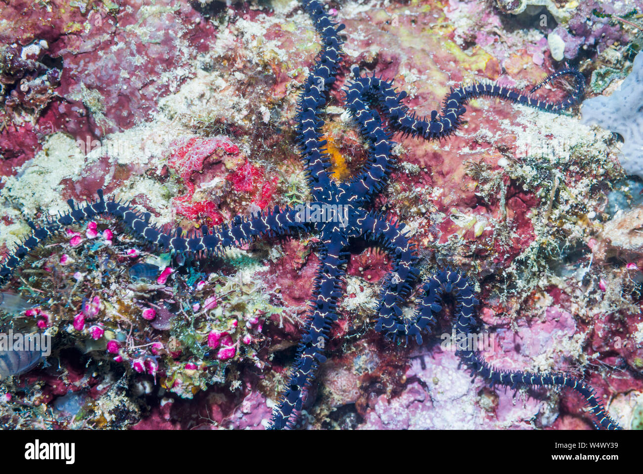 Black Brittlestar or Variable Brittlestar [Ophiomastix variabilis].  West Papua, Indonesia. Stock Photo