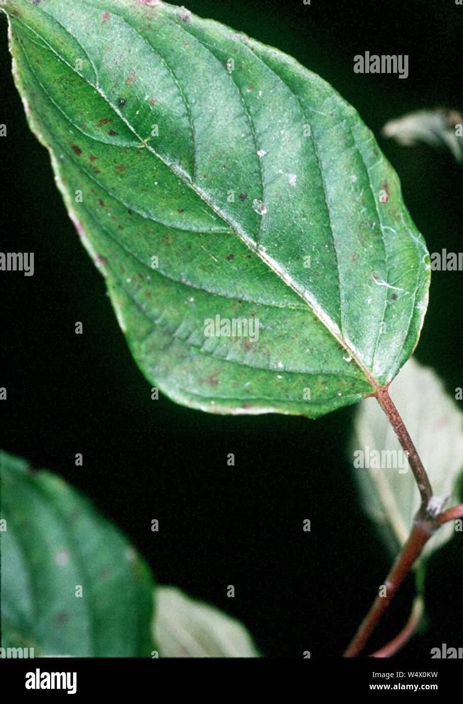Cornus amomum leaf. Stock Photo