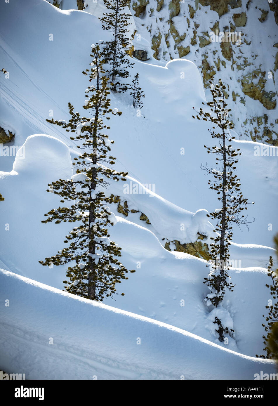 Soft fallen snow in diagonal lines in forest at Yellowstone.jpg Stock ...