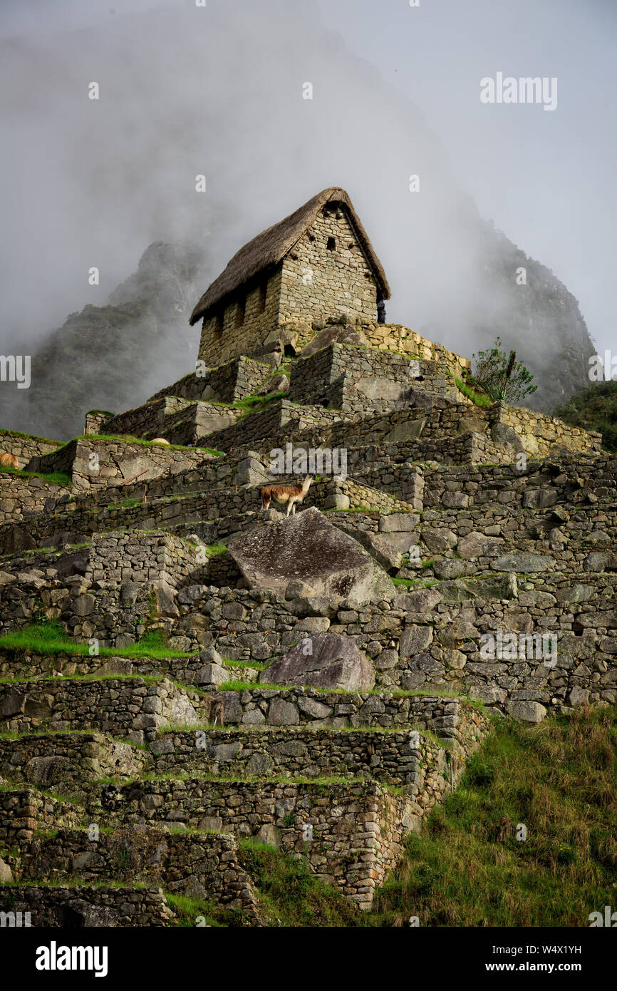 Stone house with thatched roof with alpacka at Machu Picchu Stock Photo