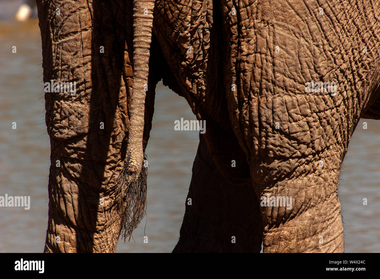 Elephant tail, Okaukuejo waterhole, Etosha National Park, Namibia Stock Photo