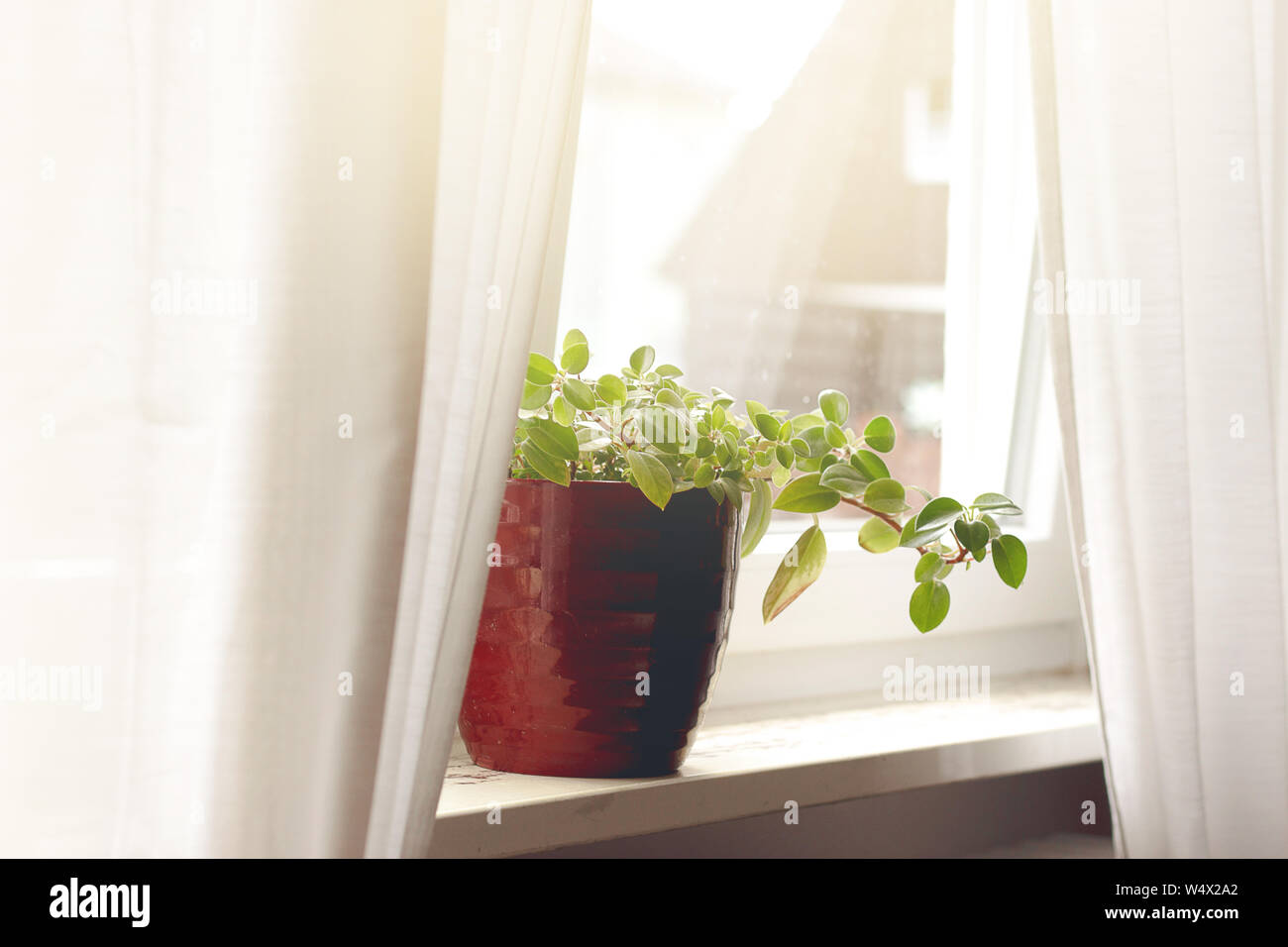 Houseplant in red planter on window-sill Stock Photo