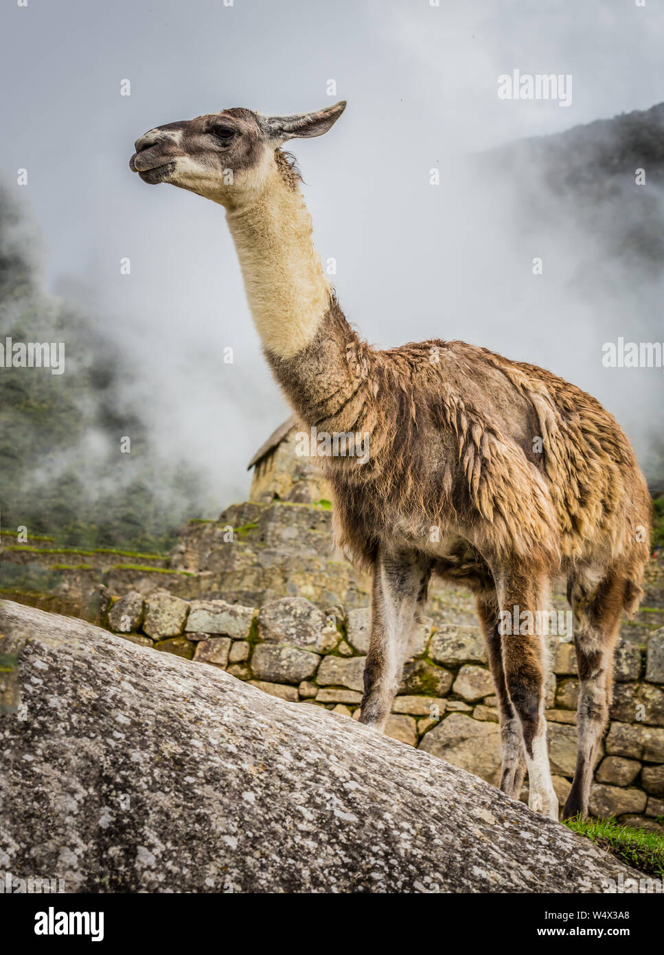 Wild alpacka strolls the grounds of Macu Picchu Stock Photo