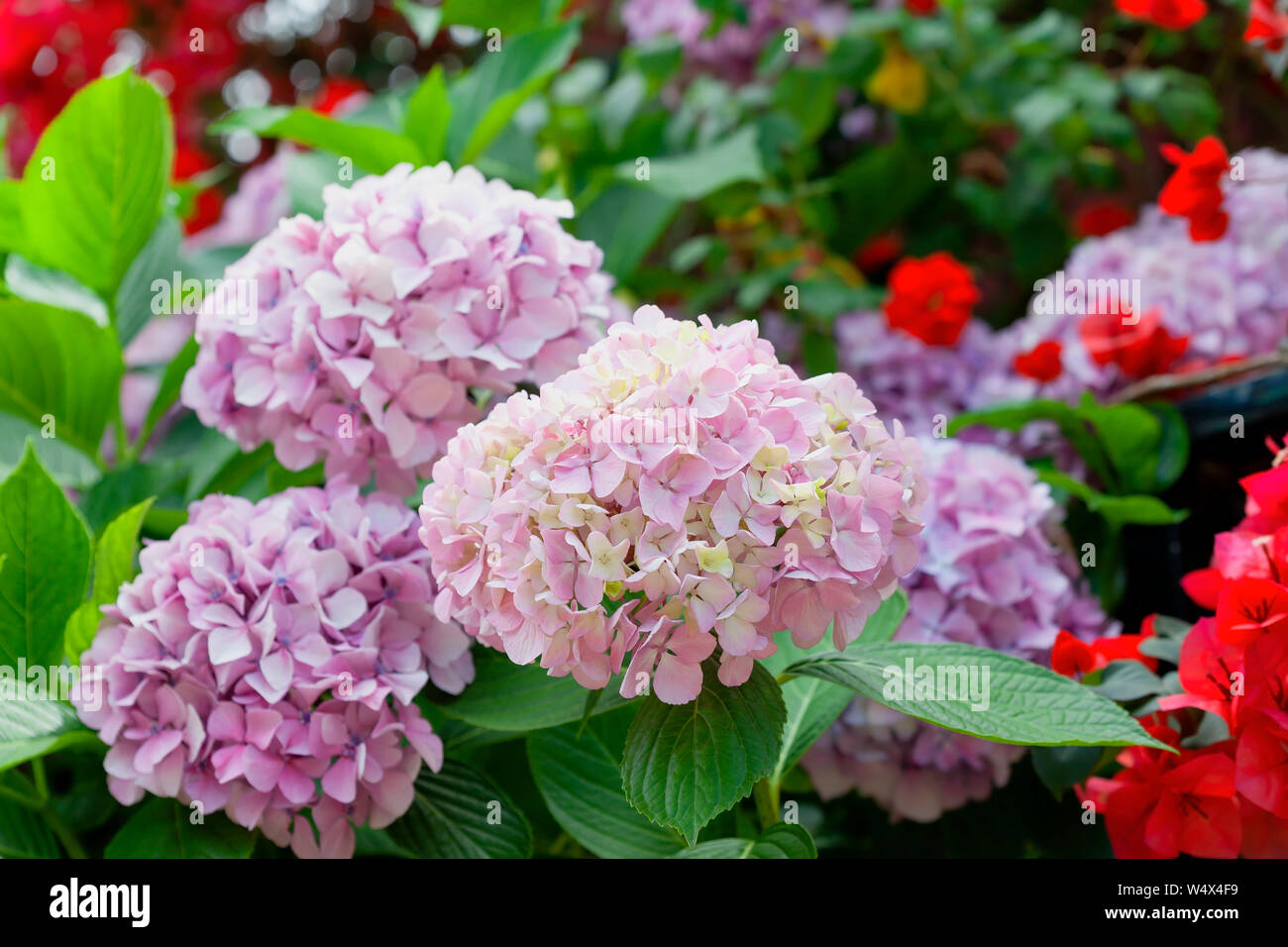 Pink hydrangeas in a garden full of flowers Stock Photo - Alamy