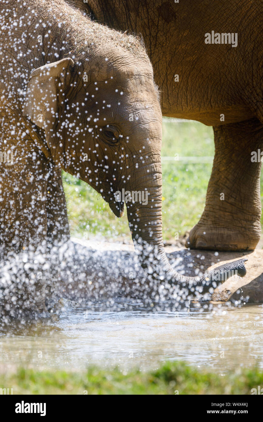 ZSL Whipsnade Zoo, Bedfordshire. 25th July 2019. UK Weather: Animals splash around in the water to cool down at ZSL Whipsnade Zoo.Record breaking heatwave, with temperatures of up to 39 degrees have been recorded across the UK.  Three year old Asian elephant, Elizabeth, cools off in the pond in the Elephant paddock, ZSL Whipsnade Zoo, UK Credit: Chris Aubrey/Alamy Live News Stock Photo
