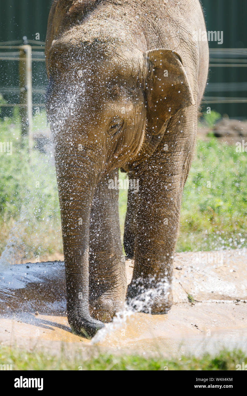 ZSL Whipsnade Zoo, Bedfordshire. 25th July 2019. UK Weather: Animals splash around in the water to cool down at ZSL Whipsnade Zoo.Record breaking heatwave, with temperatures of up to 39 degrees have been recorded across the UK.  Three year old Asian elephant, Elizabeth, cools off in the pond in the Elephant paddock, ZSL Whipsnade Zoo, UK Credit: Chris Aubrey/Alamy Live News Stock Photo