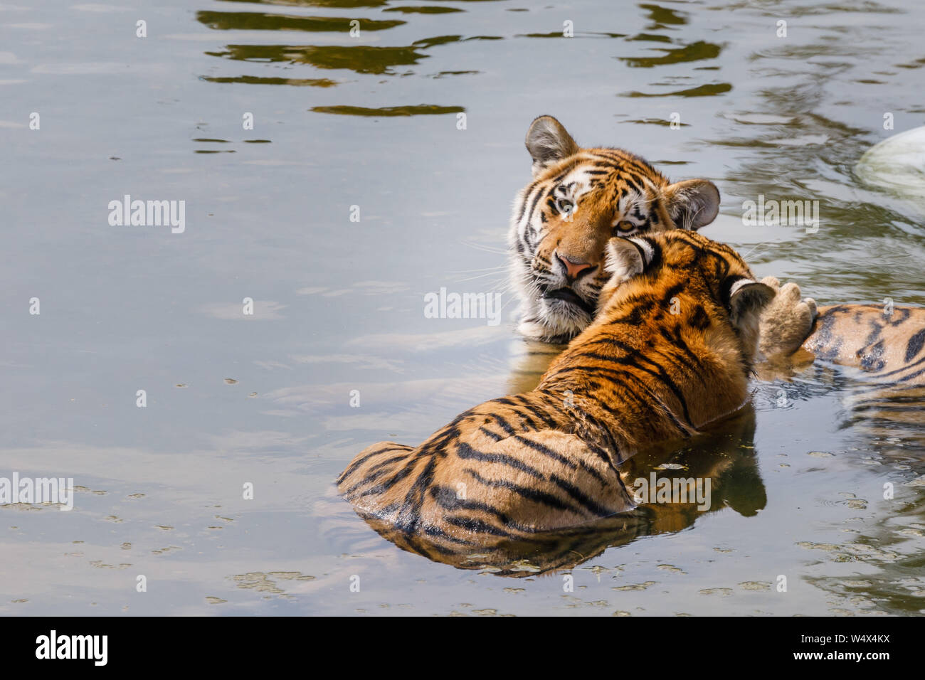 ZSL Whipsnade Zoo, Bedfordshire. 25th July 2019. UK Weather: Animals splash around in the water to cool down at ZSL Whipsnade Zoo.Record breaking heatwave, with temperatures of up to 39 degrees have been recorded across the UK.  13 month old Amur tiger cubs, Makari and Dmitri, cool off in the pond in Tiger Falls, ZSL Whipsnade Zoo, UK Credit: Chris Aubrey/Alamy Live News Stock Photo
