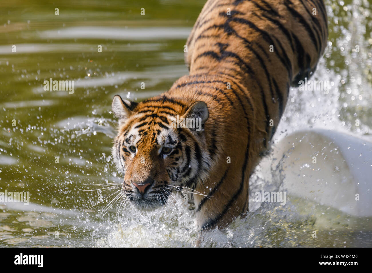 ZSL Whipsnade Zoo, Bedfordshire. 25th July 2019. UK Weather: Animals splash around in the water to cool down at ZSL Whipsnade Zoo.Record breaking heatwave, with temperatures of up to 39 degrees have been recorded across the UK.  13 month old Amur tiger cub, Makari, cools off in the pond in Tiger Falls, ZSL Whipsnade Zoo, UK Credit: Chris Aubrey/Alamy Live News Stock Photo