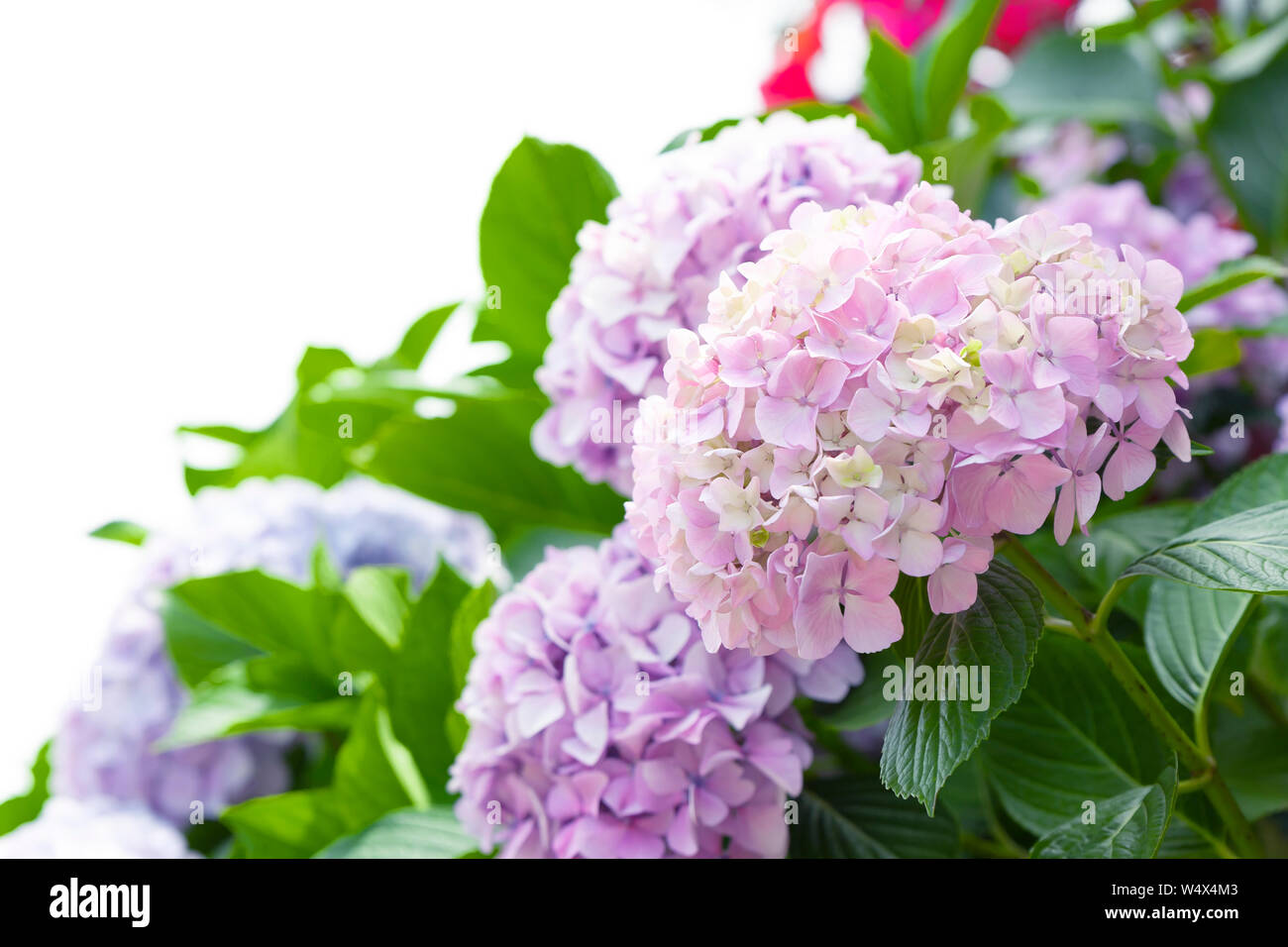 Pink hydrangeas in a garden isolated on white Stock Photo - Alamy