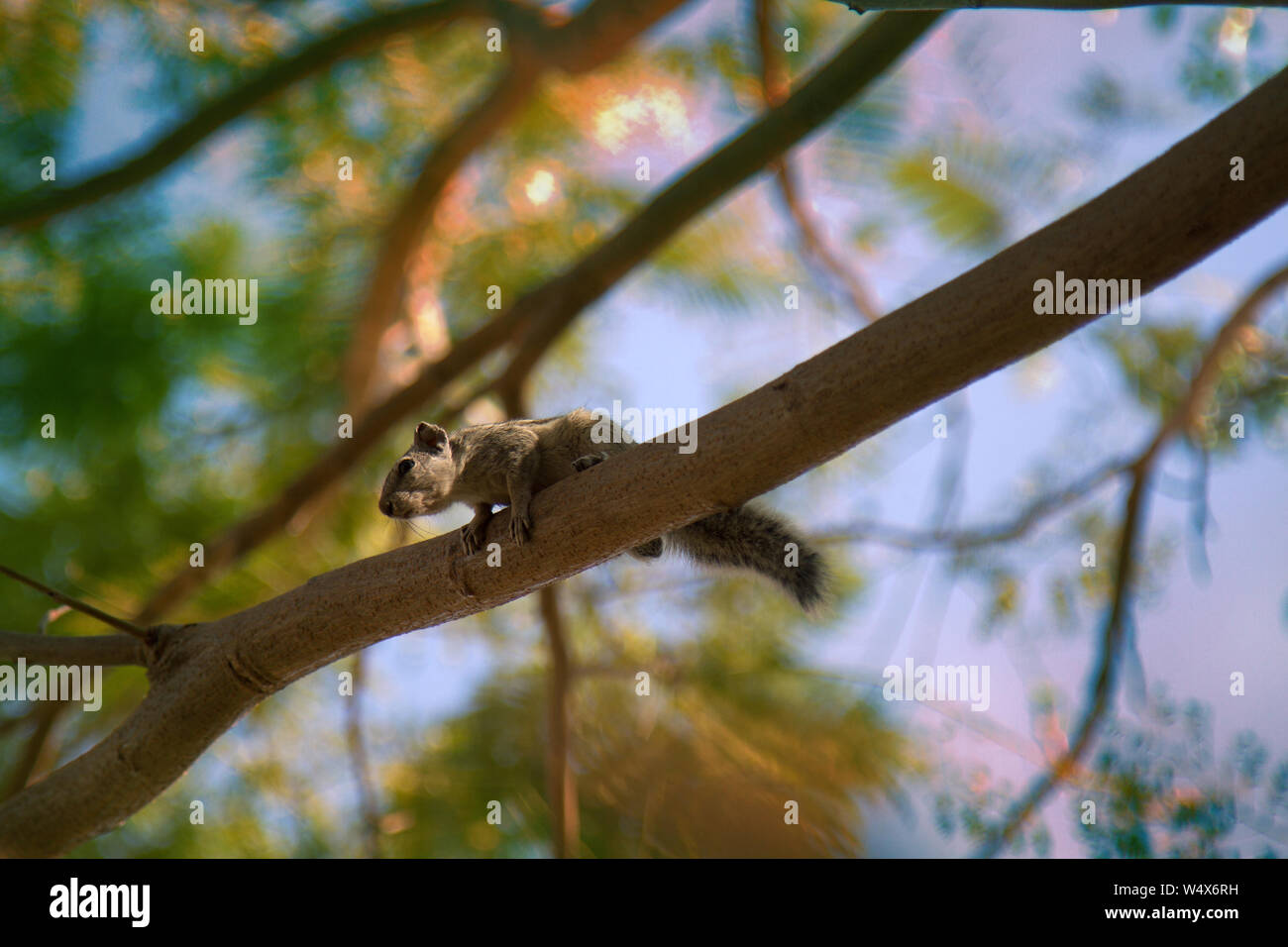 Indian palm squirrel (Funambulus palmarium) climbing a tree. India Stock Photo Alamy