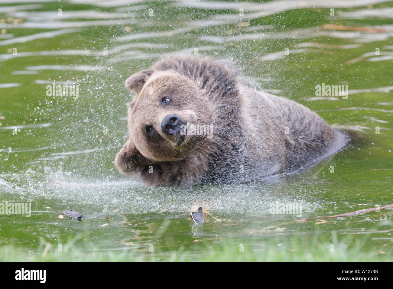ZSL Whipsnade Zoo, Bedfordshire. 25th July 2019. UK Weather: Animals splash around in the water to cool down at ZSL Whipsnade Zoo.Record breaking heatwave, with temperatures of up to 39 degrees have been recorded across the UK.  European brown bear cools off in the pond at ZSL Whipsnade Zoo, UK Credit: Chris Aubrey/Alamy Live News Stock Photo