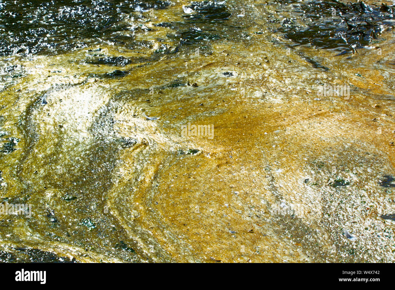 Algae polluted water. film of algae on surface of the water preventing