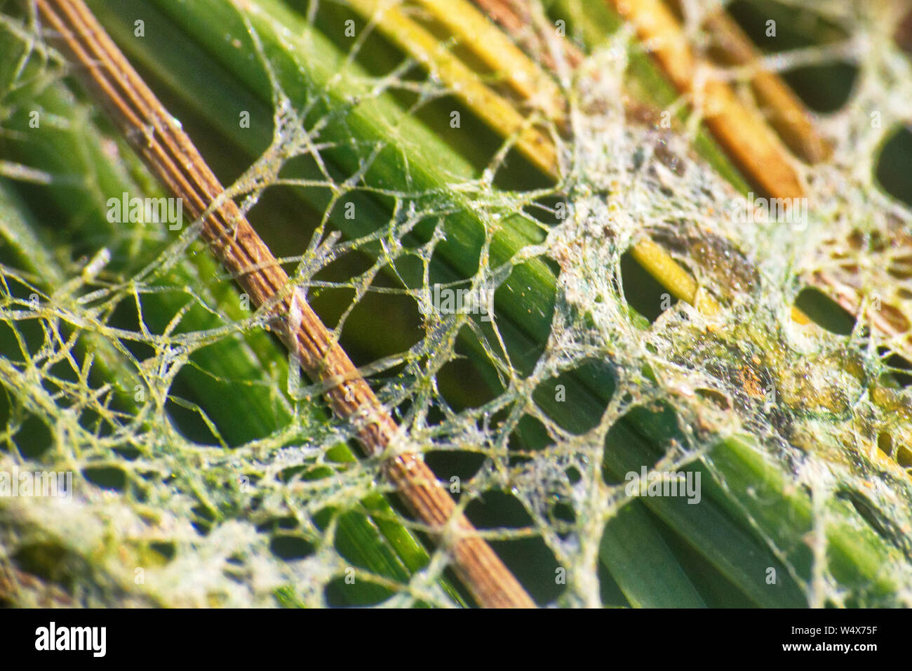 Algae polluted water. film of algae on surface of the water preventing