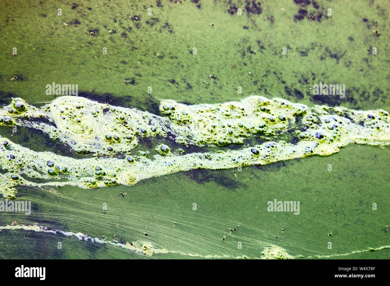 Algae polluted water. film of algae on surface of the water preventing