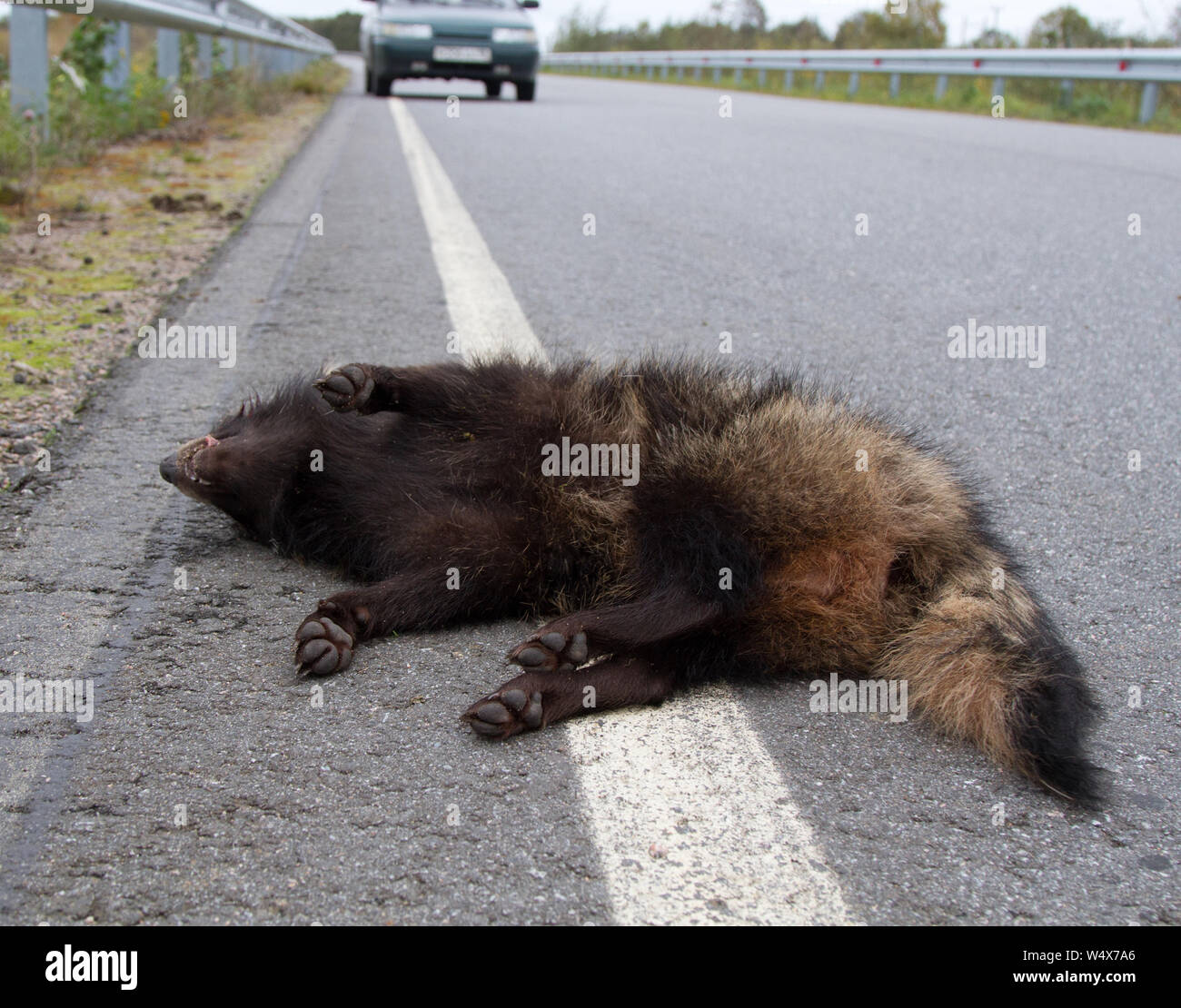 The grin of death. This Racoon dog (Nyctereutes procyonoides) was hit on the highway by a car. Car as a cause of death of different species of animals Stock Photo