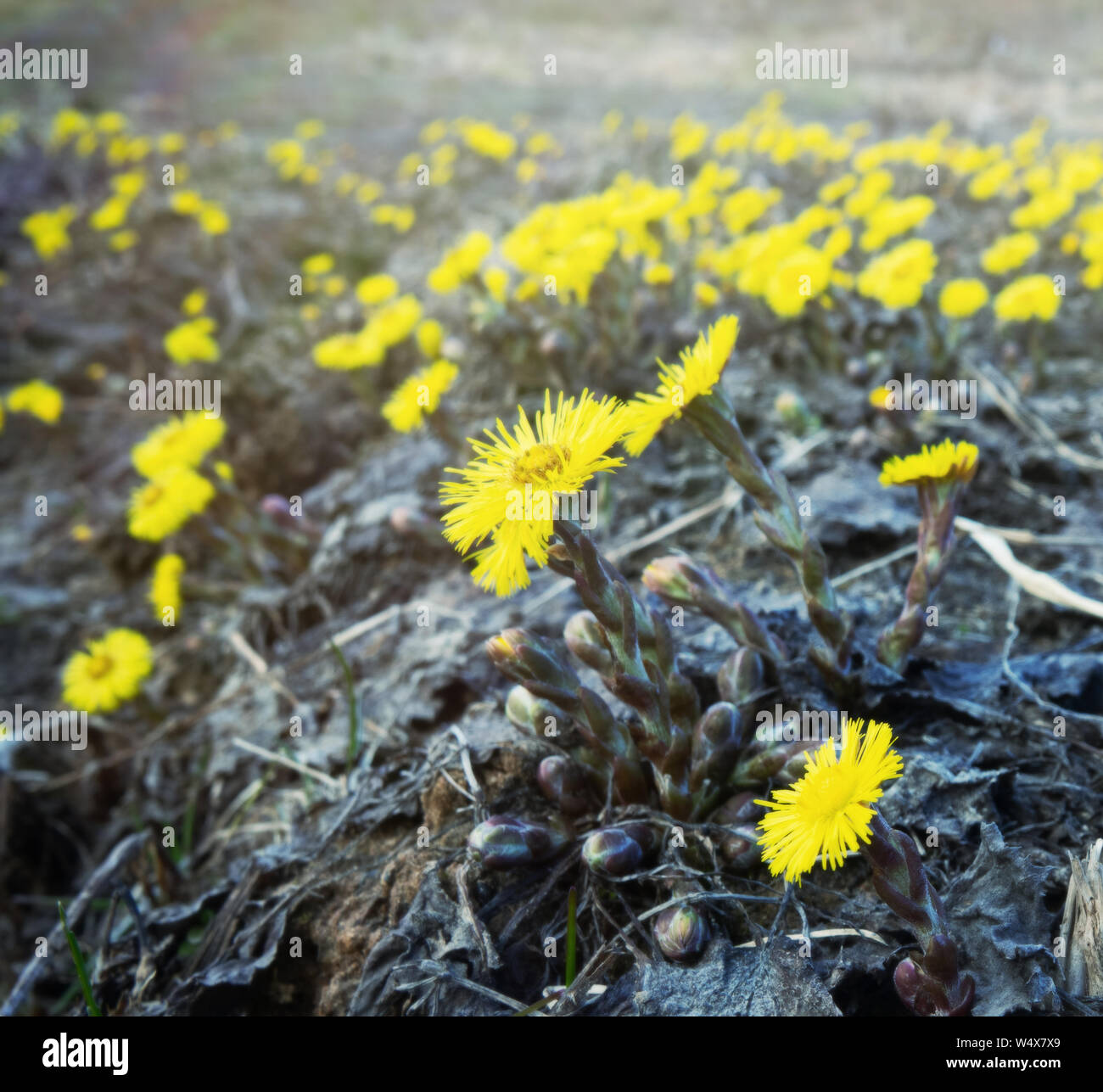 The first spring Sunny flower in Northern Europe, sun symbol. Yellow fields of flowering coughwort ( common bull's-foot, Tussilago farfara) Stock Photo