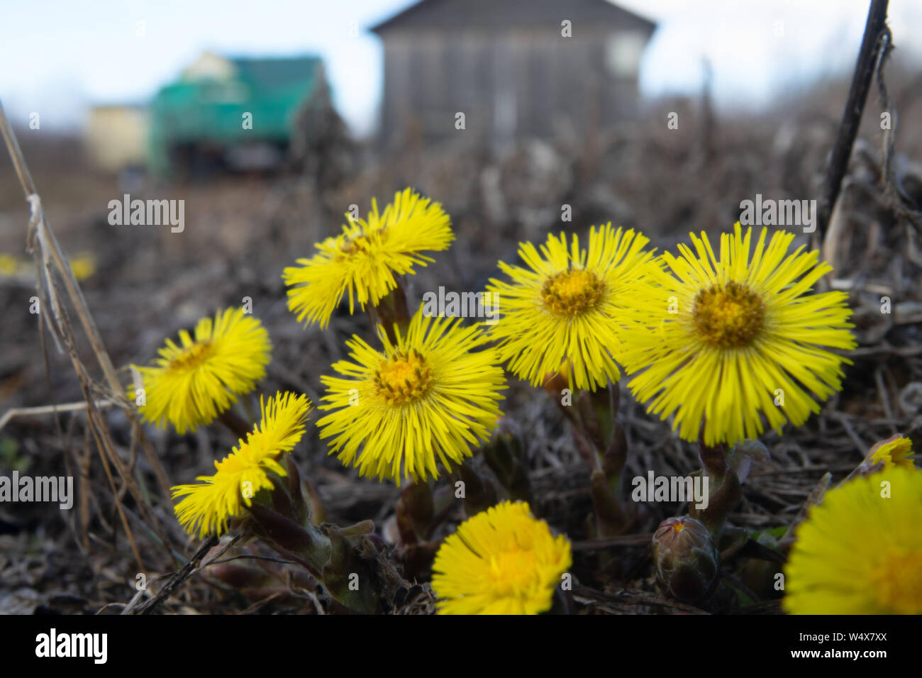 The first spring Sunny flower in Northern Europe, sun symbol. Yellow fields of flowering coughwort (common bull's-foot, Tussilago farfara). House in t Stock Photo