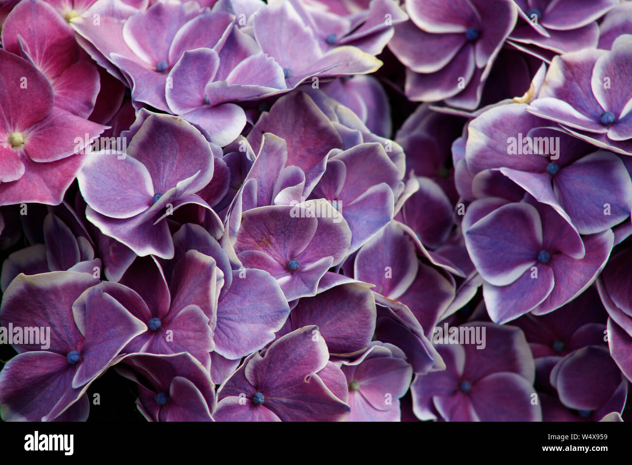 Hardy Hydrangea Garden Plants 25 Hydrangea Plants - Blue, Pink