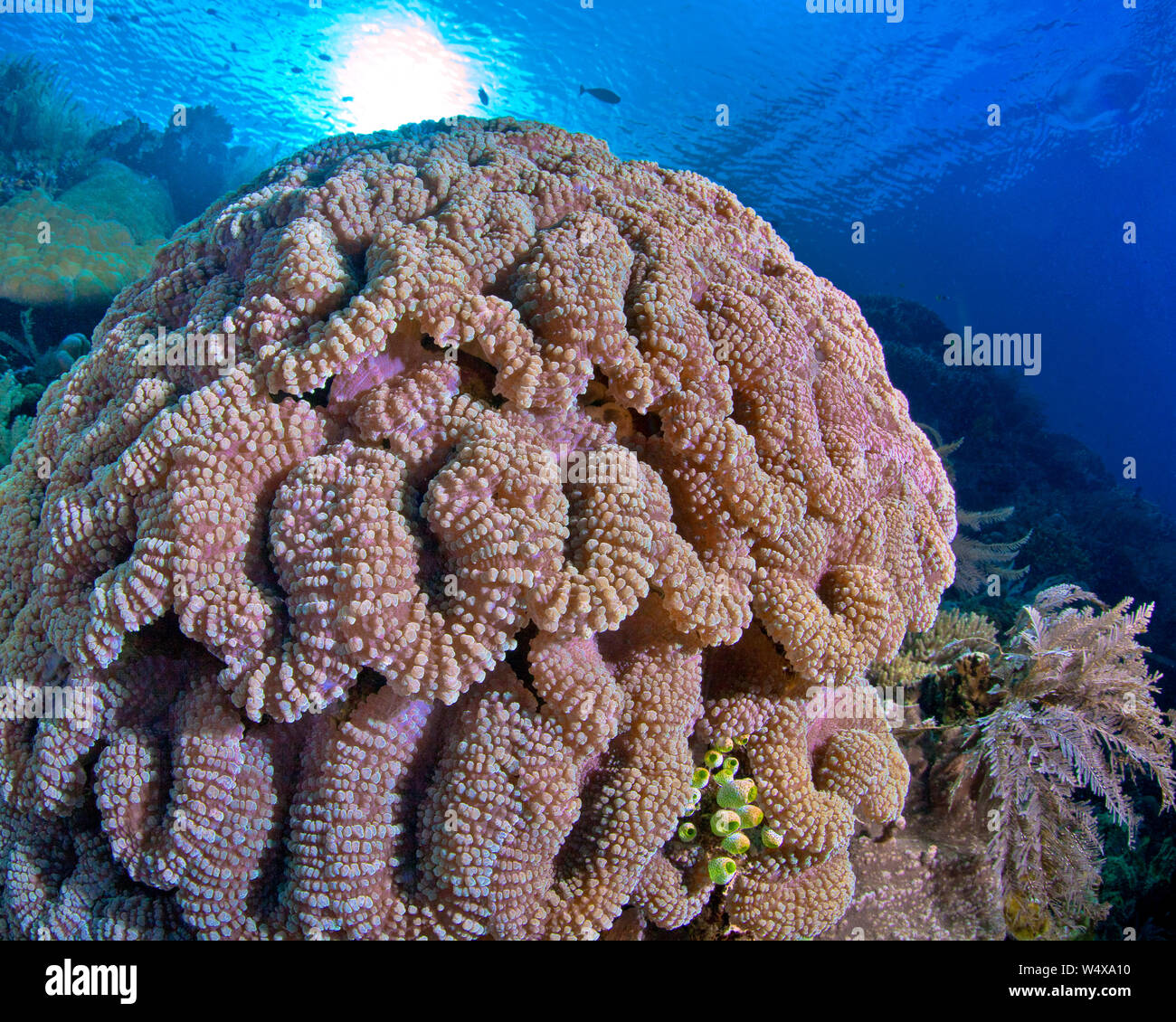 Close focus wide-angle view of colorful lobophyllia brain coral on a reef in Bunaken Island, Indonesia. Stock Photo