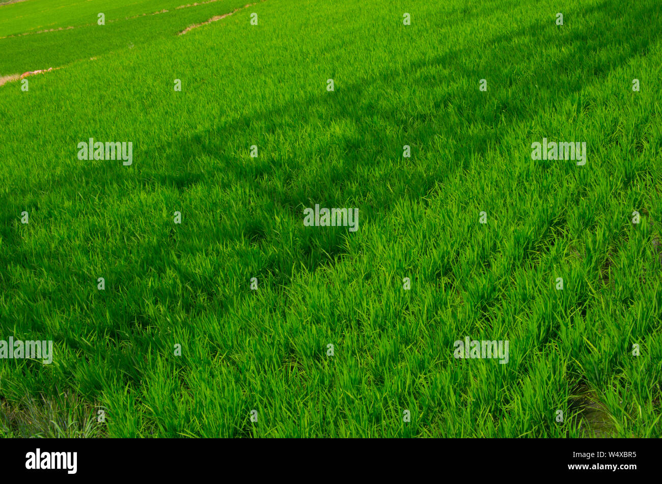 Shadow power hi-res stock photography and images - Alamy
