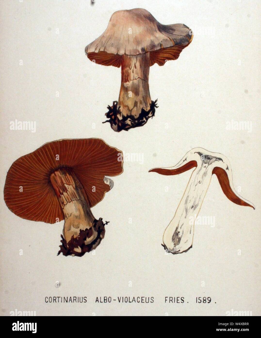 Cortinarius albo-violaceus — Flora Batava — Volume v20. Stock Photo