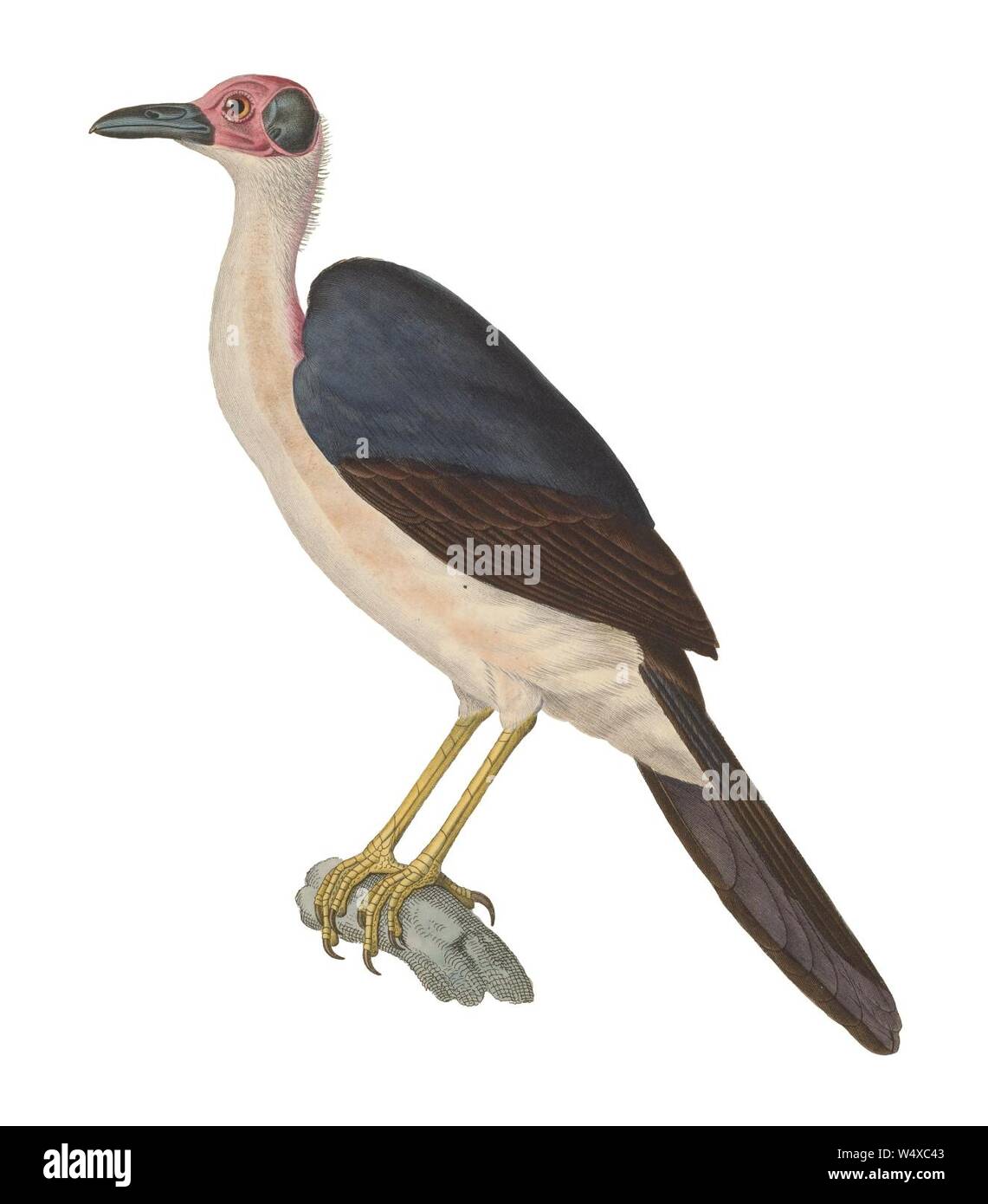 Corvus gymnocephalus 1838. Stock Photo