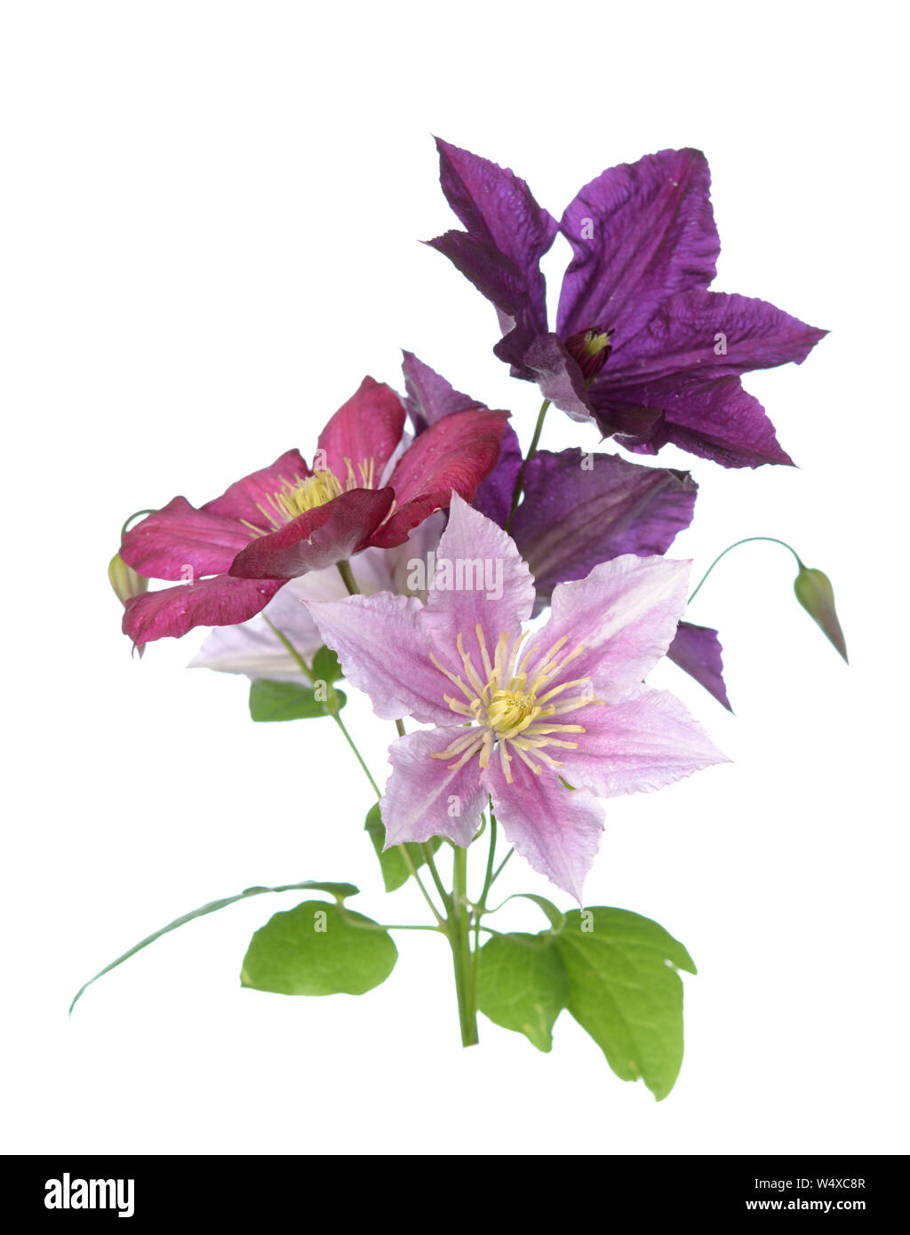 Five purple clematis flowers isolate on white Stock Photo - Alamy