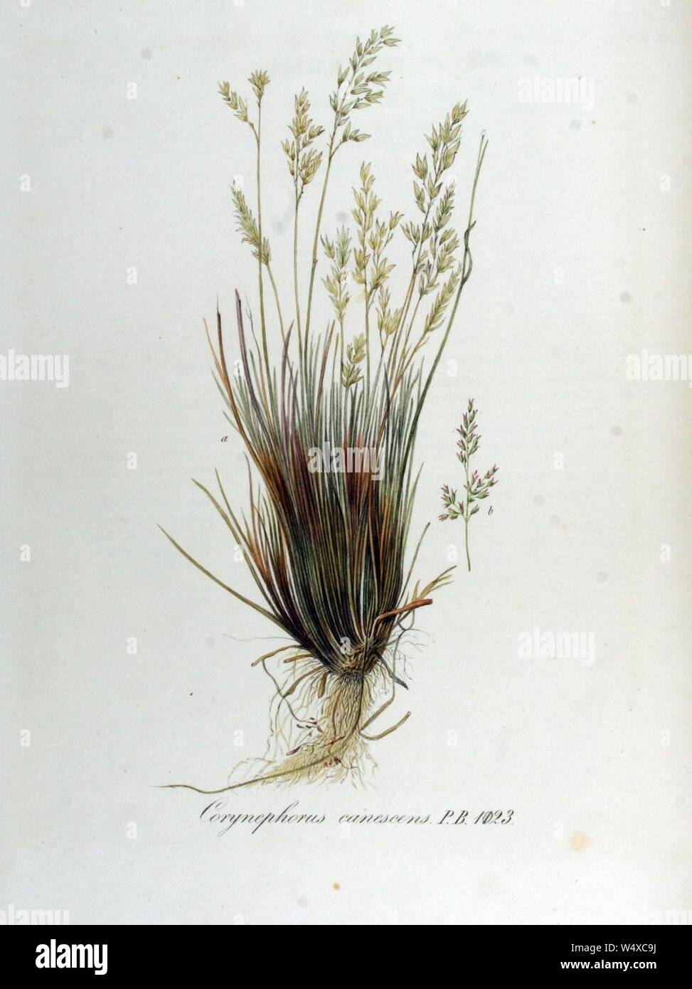 Corynephorus canescens — Flora Batava — Volume v13. Stock Photo