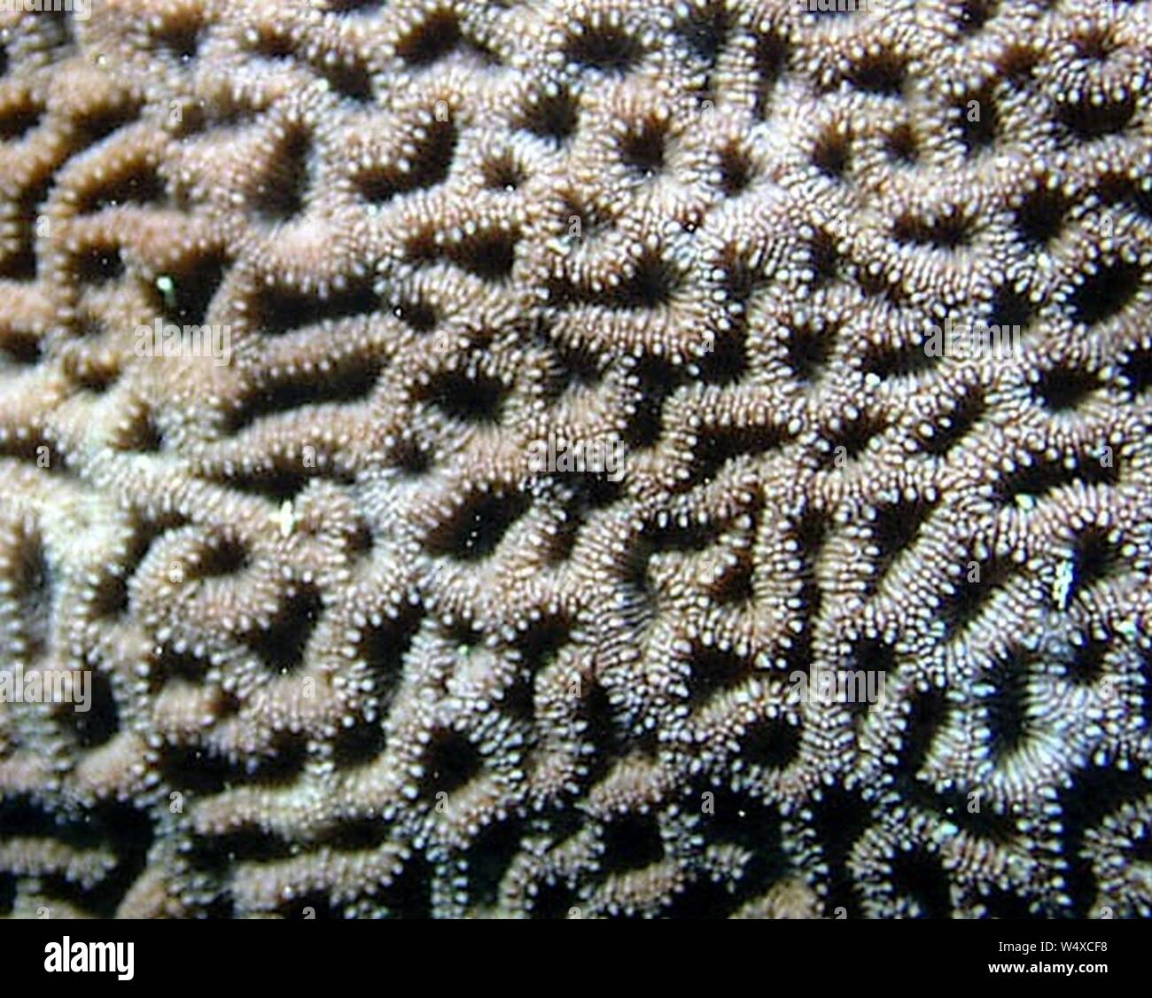 Coscinaraea columna disposición coralitos. Stock Photo