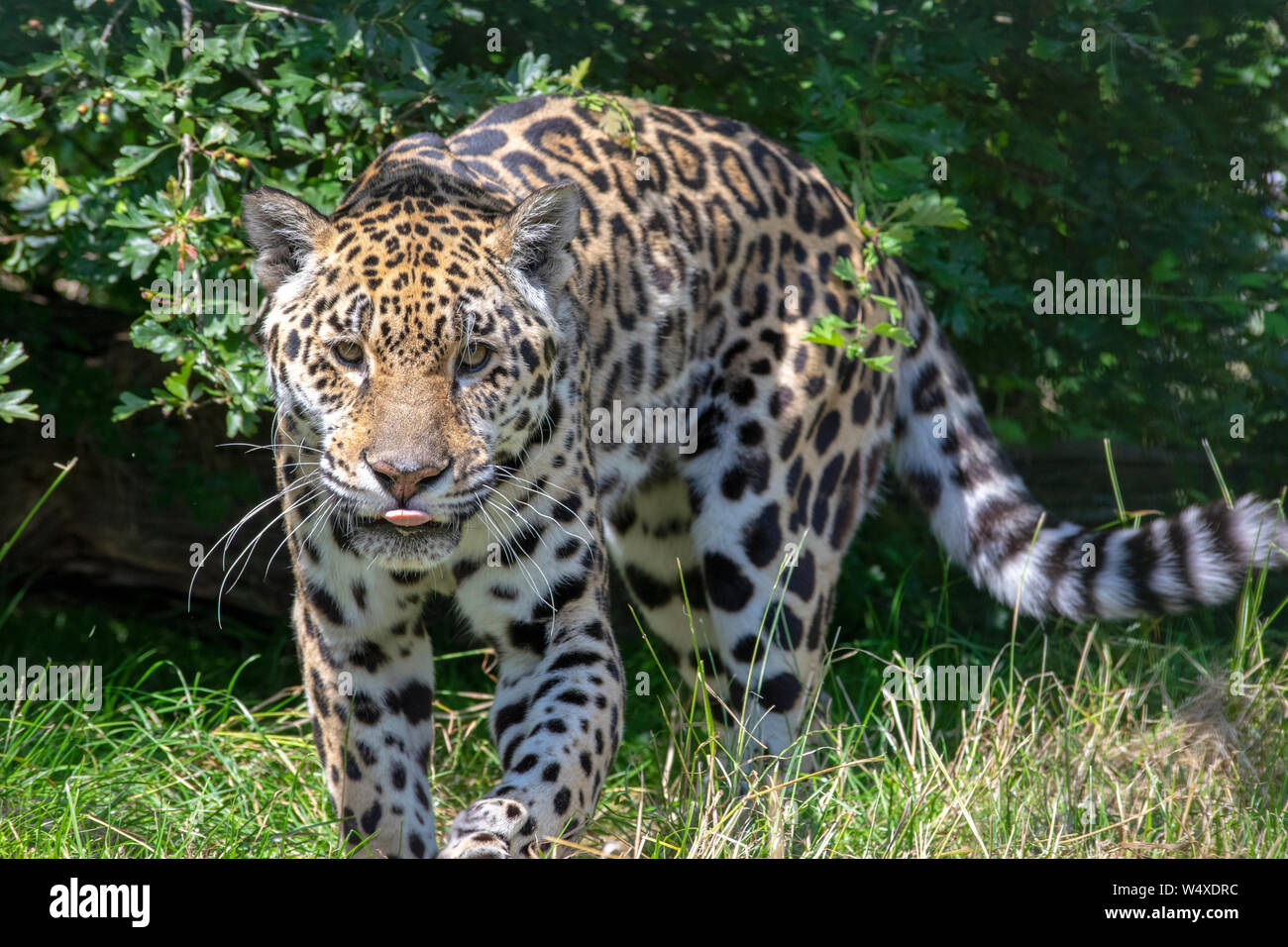 Big cat sanctuary hi-res stock photography and images - Alamy