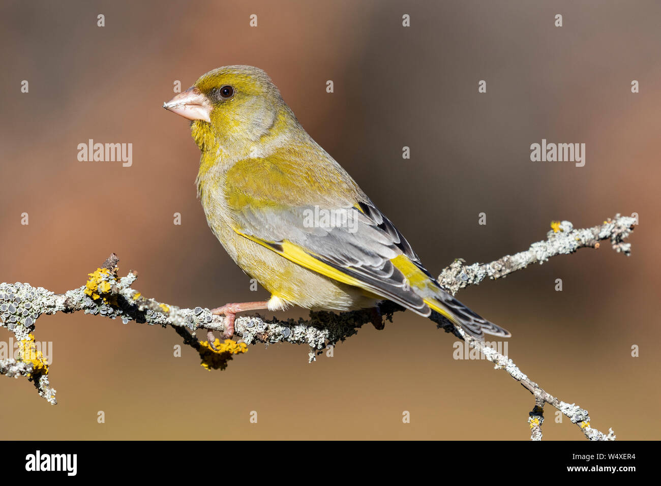 Bird - Greenfinch (Chloris chloris) is a small songbird of the family Fringillidae and order of the Passeriformes. Stock Photo