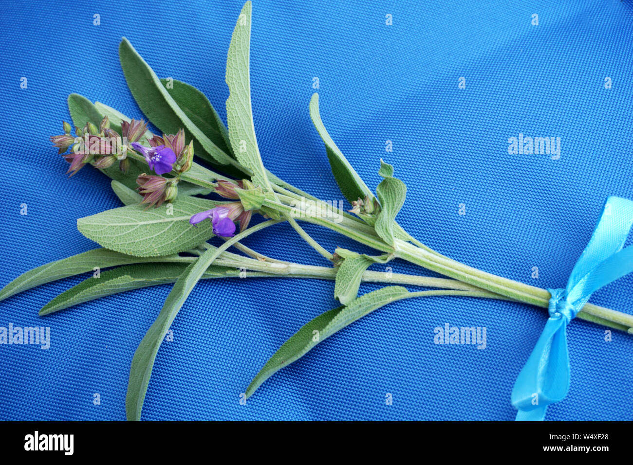 Branches of sage with tiny little flowers on the blue textile background, flat lay Stock Photo