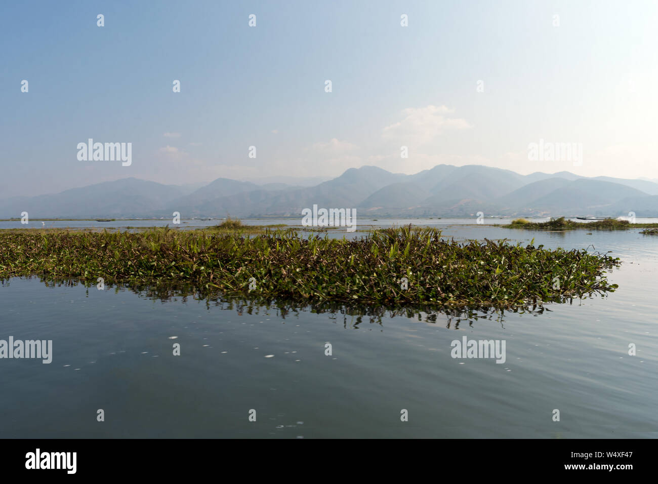 Floating Plants at Inle Lake, Nyaung Shwe, Myanmar (Birma) Stock Photo