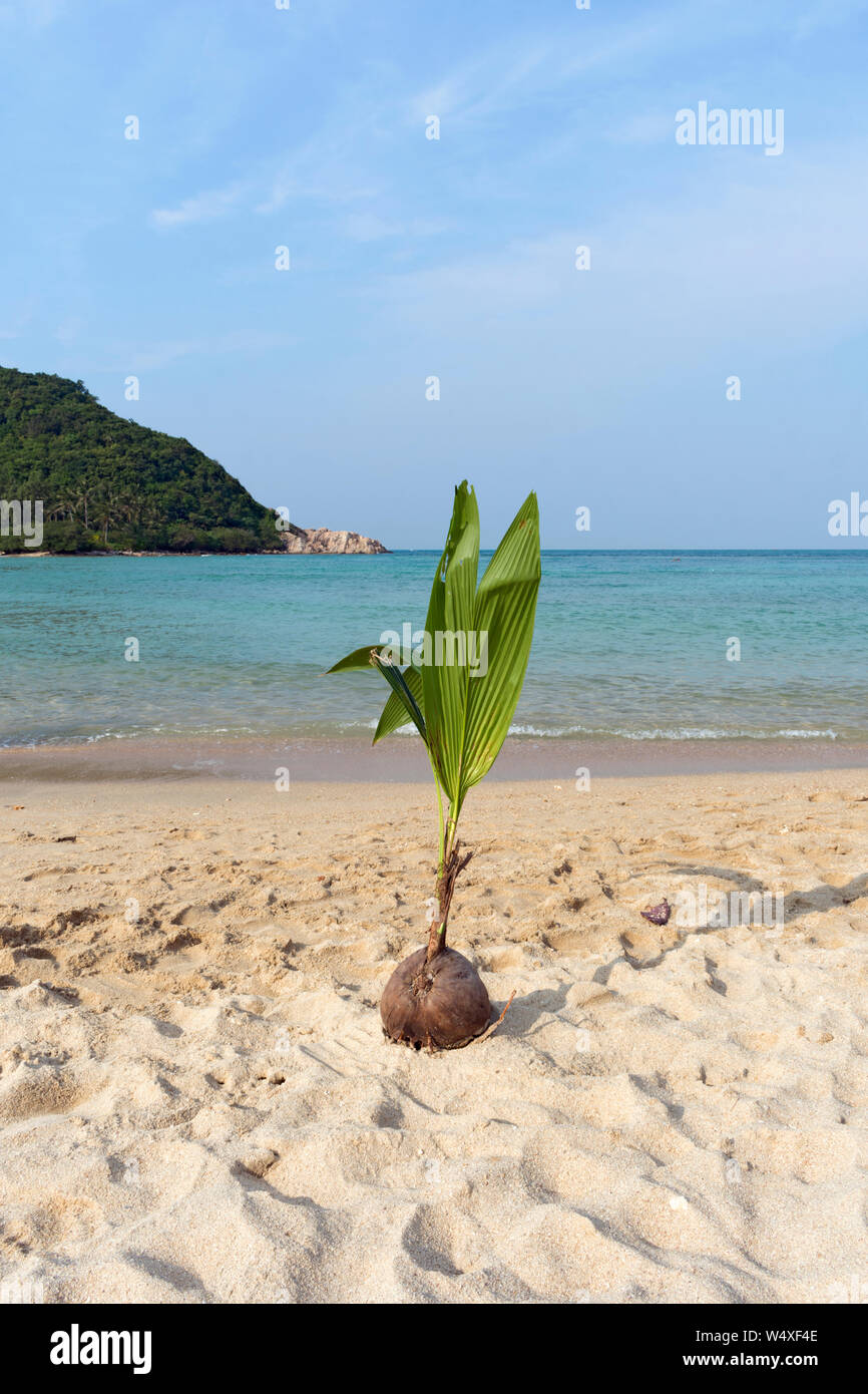 Young Palm Tree growing out of a Coconut at Mae Haad Beach, Koh Phangan Stock Photo