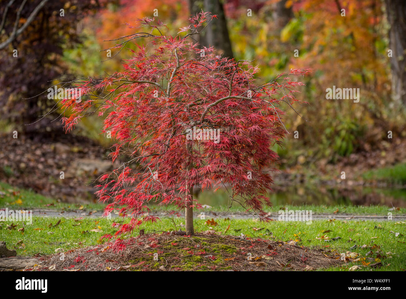 Small bright red ornamental japanese maple tree up close in autumn with other fall colors in the background Stock Photo