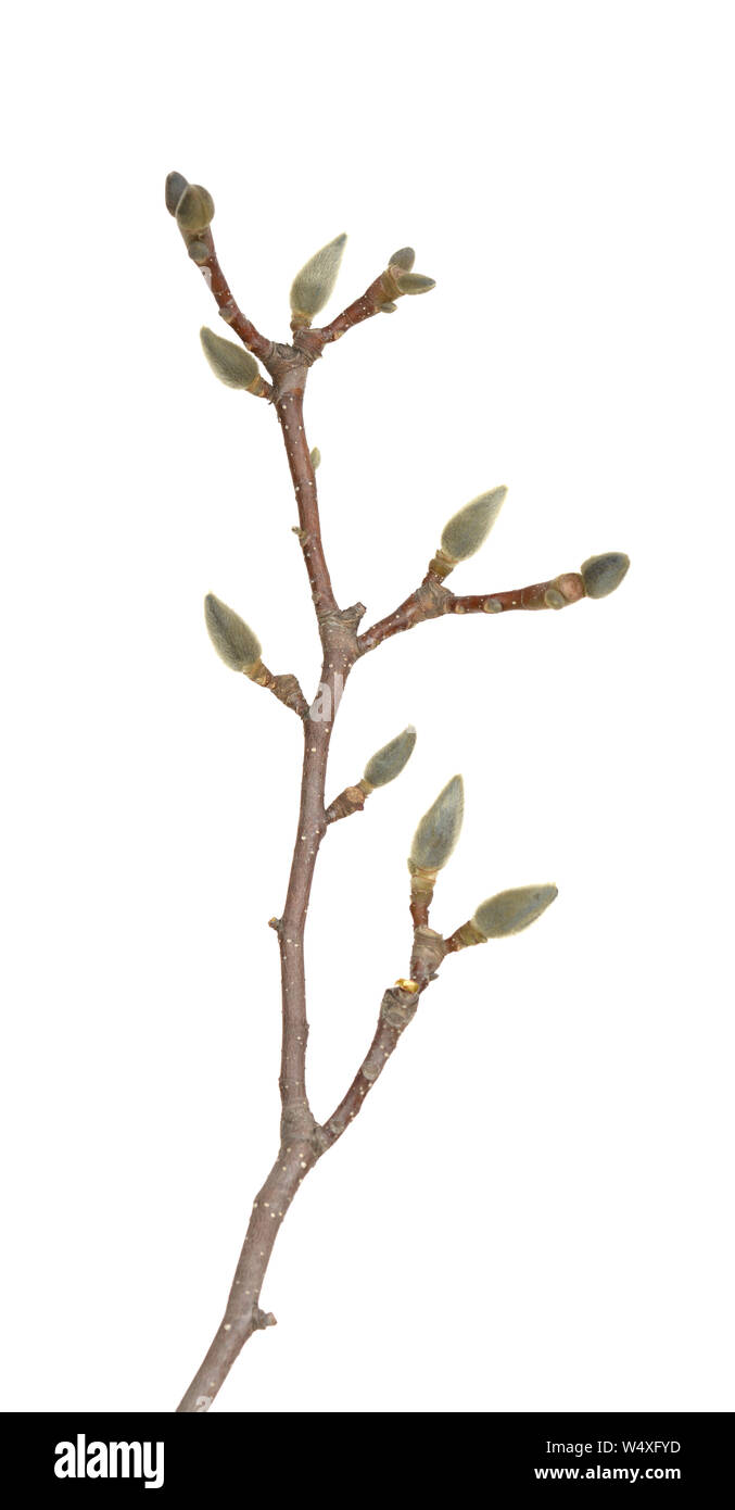Magnolia buds silhouette hi-res stock photography and images - Alamy