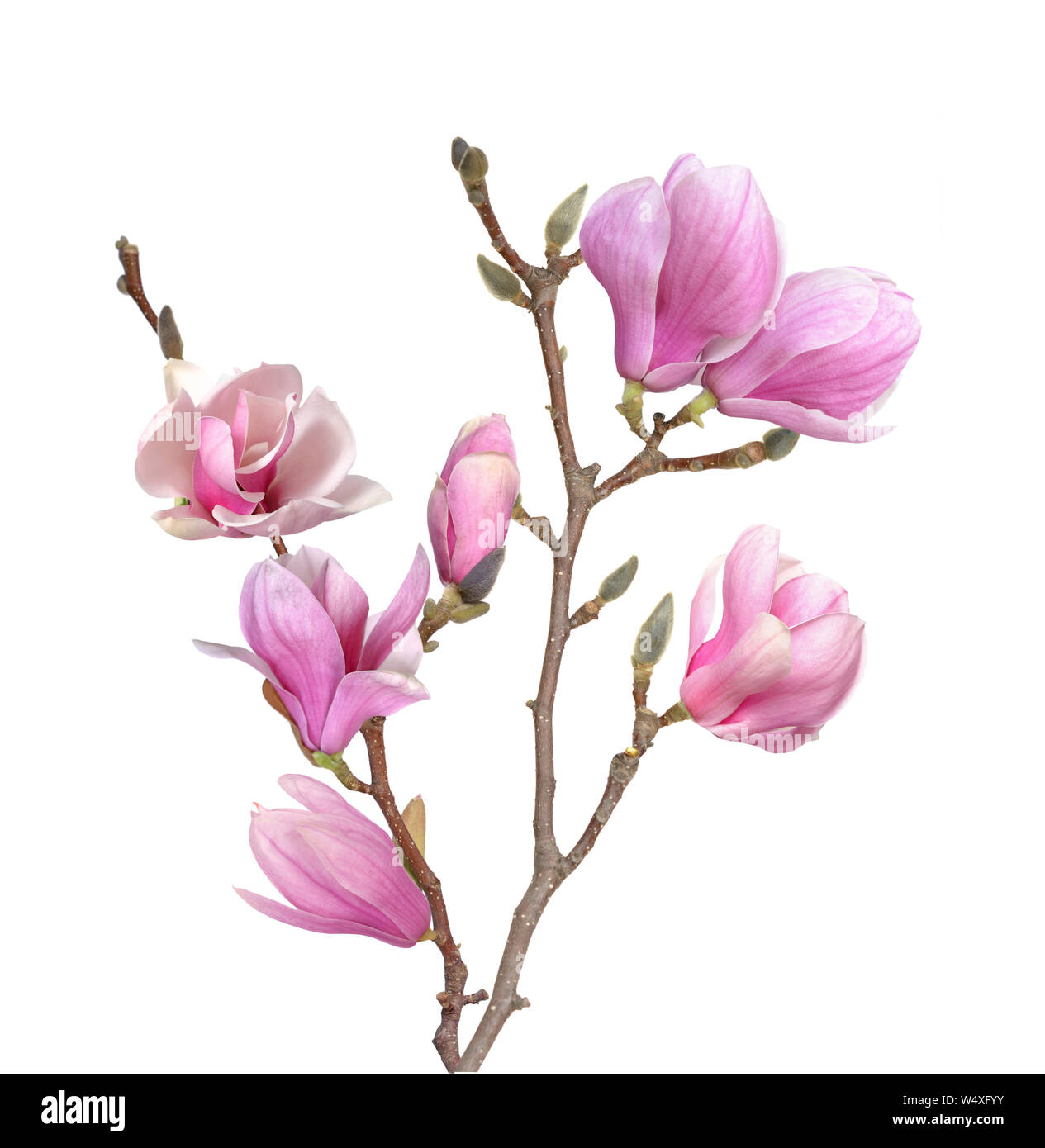 Magnolia buds silhouette hi-res stock photography and images - Alamy